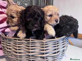 Cavapoo dogs Adorable cavapoo puppies –Ready 11th February - Advert 15