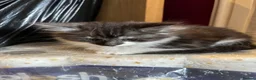 Mixed Breed cats for sale: Cross breed Maine Coon Domestic long haired - Advert 4