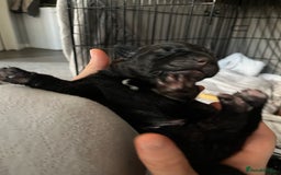 Mixed Breed dogs for sale: Belgian Malinois / Turkish Kangal / Cane Corso - Image 30