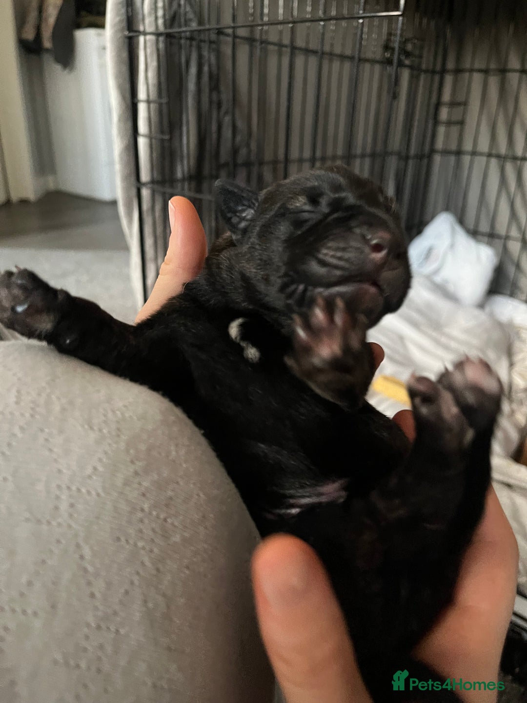 Mixed Breed dogs for sale: Belgian Malinois / Turkish Kangal / Cane Corso - Image 30