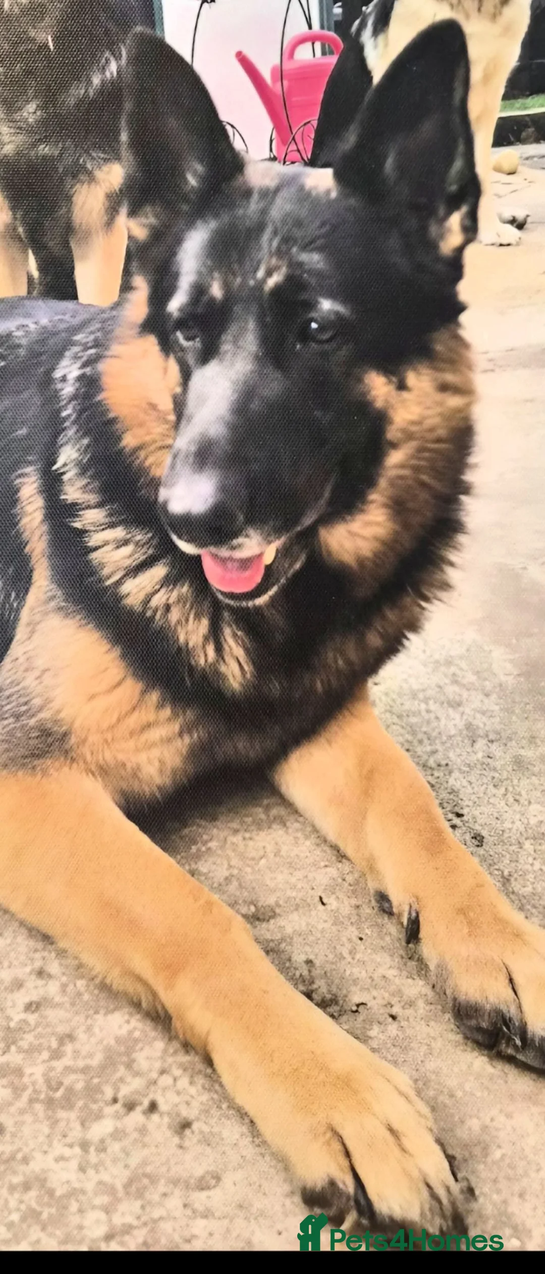 German Shepherd dogs for sale: Big chunky German Shepherd puppies  - Advert 1