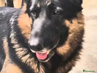 German Shepherd dogs Big chunky German Shepherd puppies - Advert 1