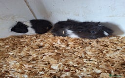 Guinea Pig rodents for sale: Female guinea pigs, various ages - Image 10