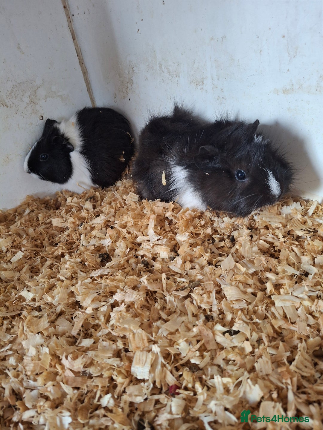 Guinea Pig rodents for sale: Female guinea pigs, various ages - Image 10