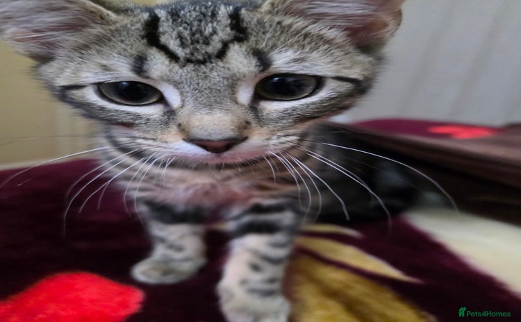 Domestic Shorthair cats - Advert 1