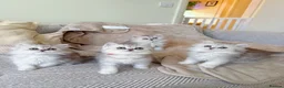 British Shorthair cats for sale: Last boy!! British longhair 🩶Ready to go 19/06 - Advert 2
