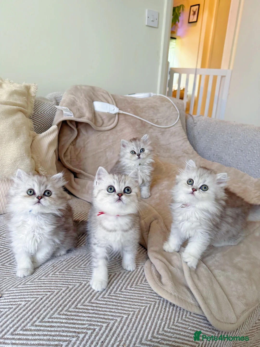 British Shorthair cats for sale: Last boy!! British longhair 🩶Ready to go 19/06 - Advert 2