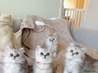 British Shorthair cats Beautiful blue eyed silver tabby BSH+BLH kittens - Advert 1