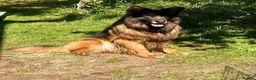 German Shepherd dogs for sale: BONDED MALE & FEMALE REHOMING  - Advert 11