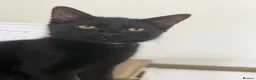Mixed Breed cats for sale: Beautiful Black Mixed Breed Kittens - Advert 7