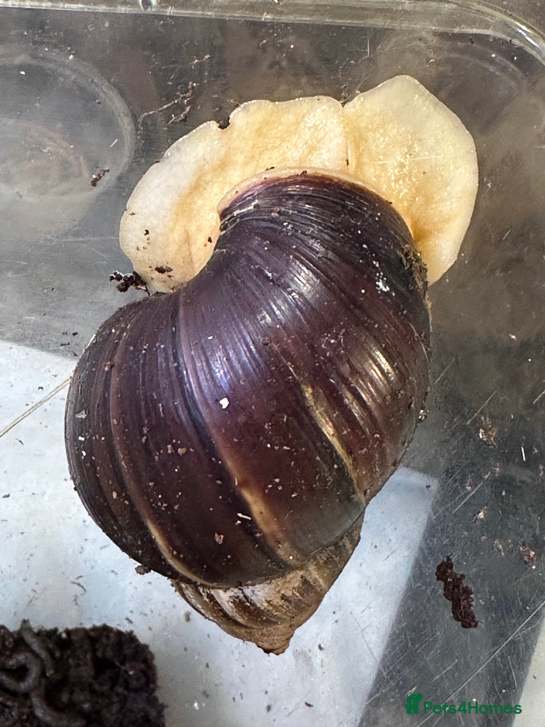 Snails invertebrates for sale: Baby Giant African Land Snails - Advert 3