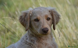 Labradoodle dogs for sale: PennyPink and Wesley  - Image 2