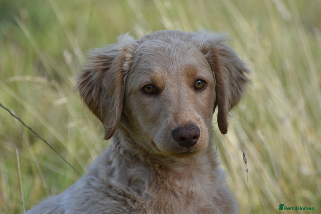 Labradoodle dogs for sale: PennyPink and Wesley  - Image 2