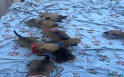 Mixed Breed dogs for sale: Pomeranian x jack russel puppies  - Image 3