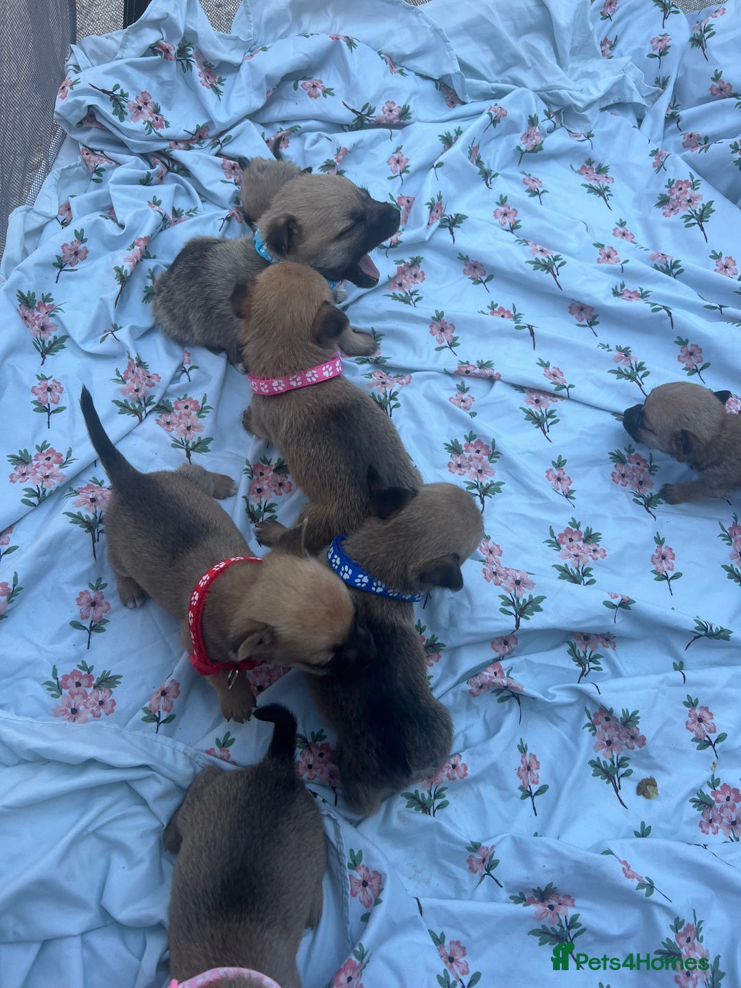 Mixed Breed dogs for sale: Pomeranian x jack russel puppies  - Image 3