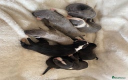 Whippet dogs for sale: Whippet puppies  - Image 3