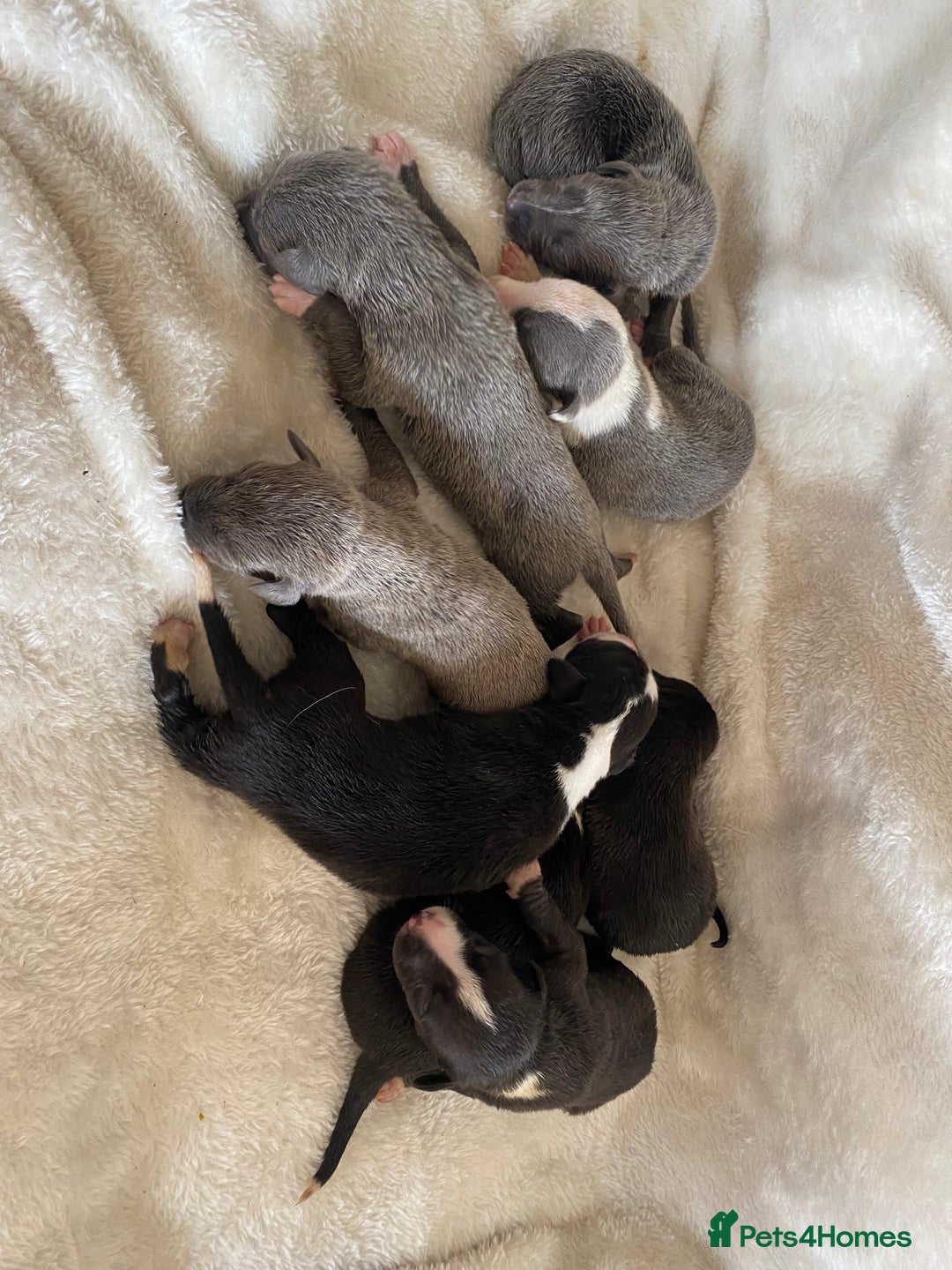 Whippet dogs for sale: Whippet puppies  - Image 3