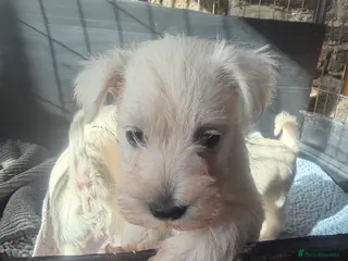 Miniature Schnauzer dogs Kc reg White Rare Miniature schnauzer pups - Advert 4