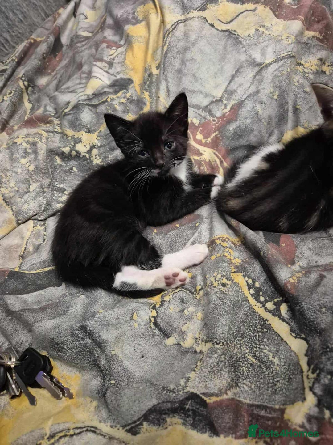 Mixed Breed cats for sale: Cat mix breed  - Advert 8