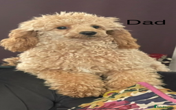 Cockapoo dogs for sale: Cockapoo puppies  - Image 3