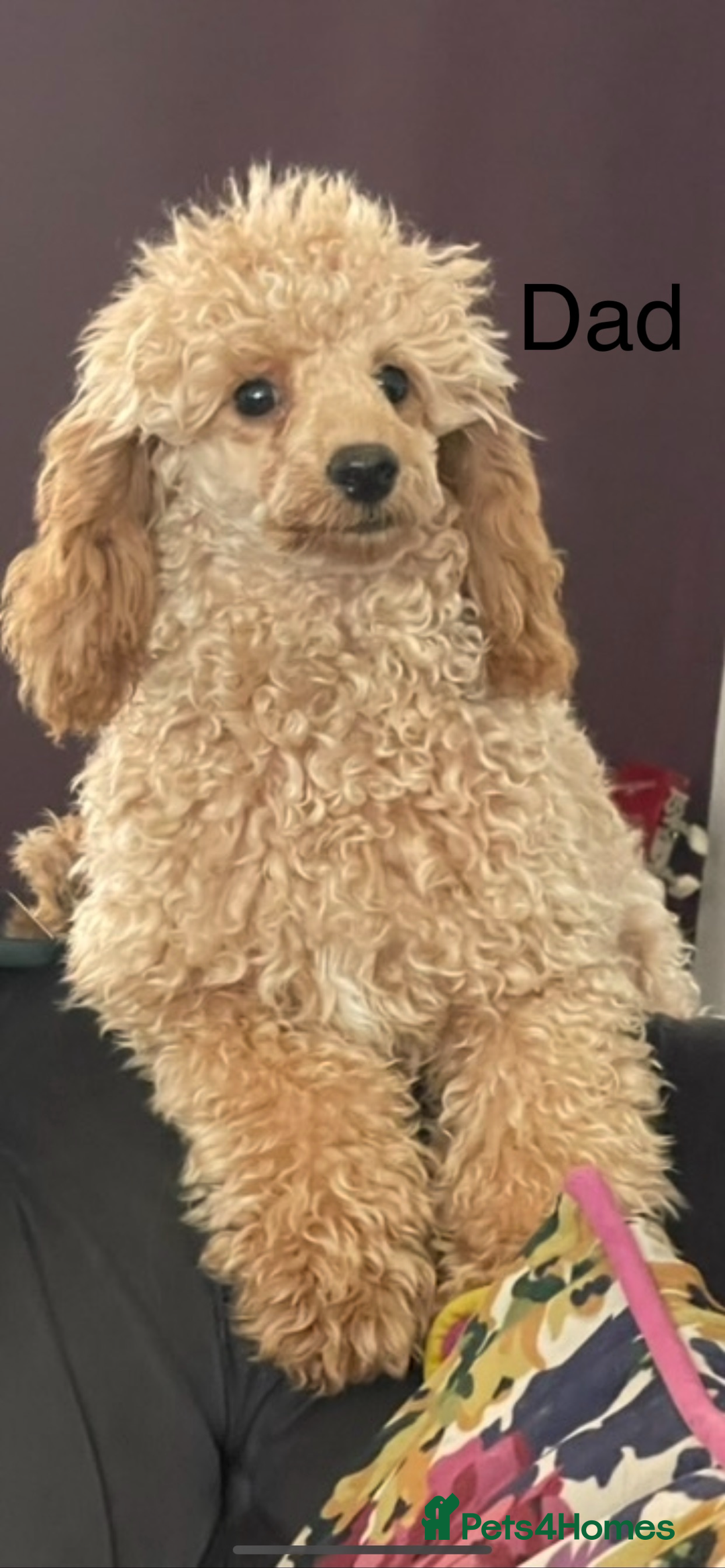 Cockapoo dogs for sale: Cockapoo puppies  - Image 3