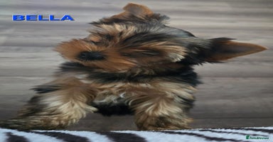 Yorkshire Terrier dogs - Advert 14