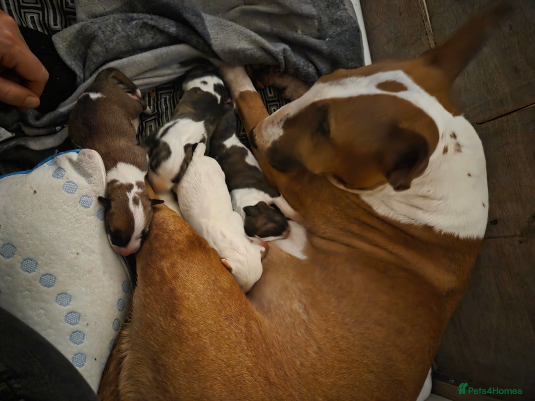 English Bull Terrier dogs for sale: Champion bloodline English bullterrier puppys. - Advert 4