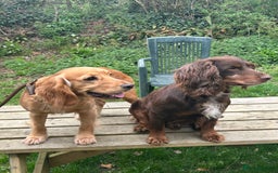 Cocker Spaniel dogs for sale: Working Cocker Spaniels  - Image 7