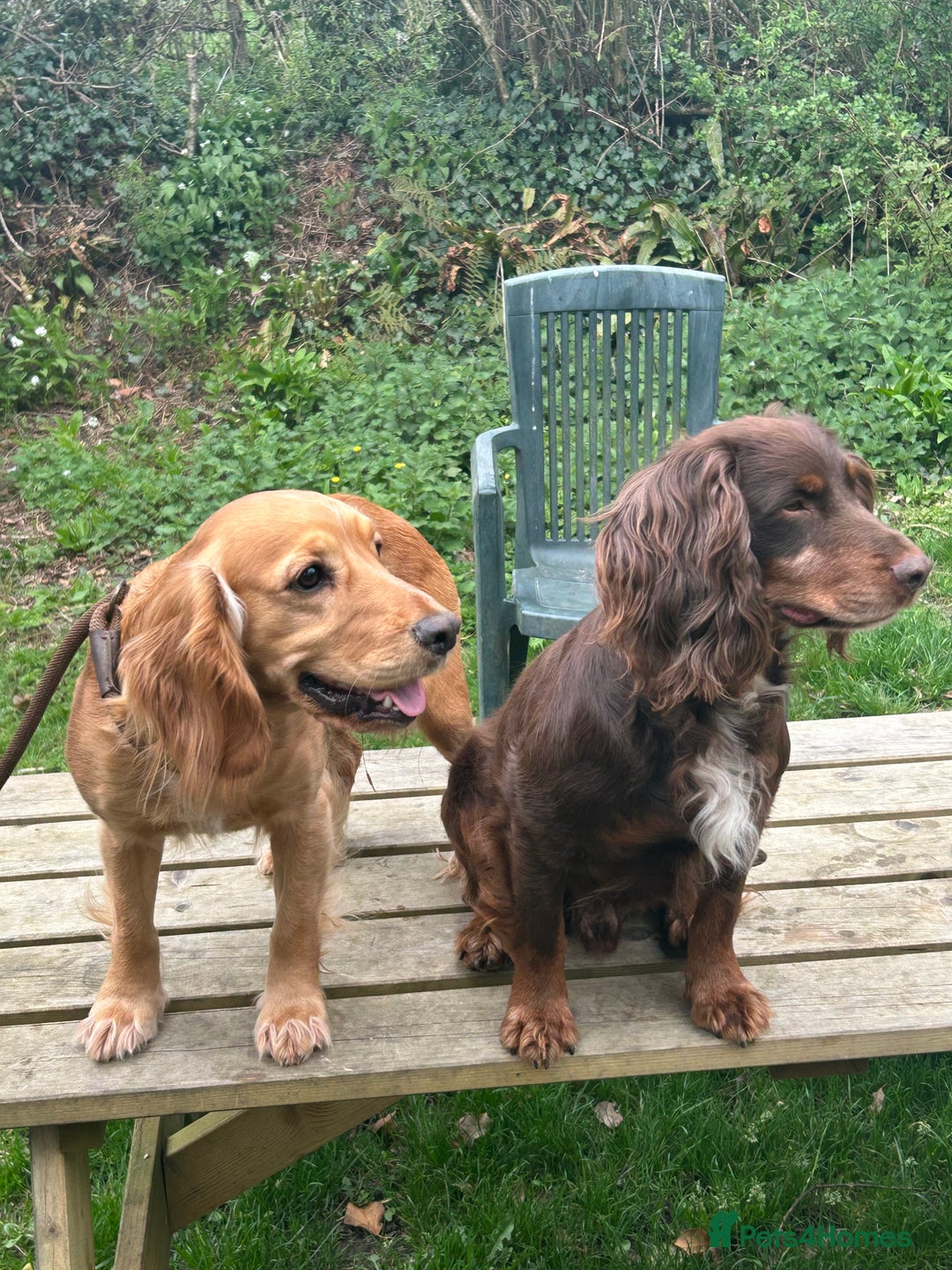 Cocker Spaniel dogs for sale: Working Cocker Spaniels  - Image 7