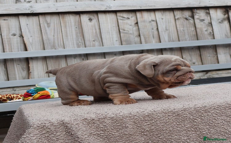 English Bulldog dogs - Advert 6