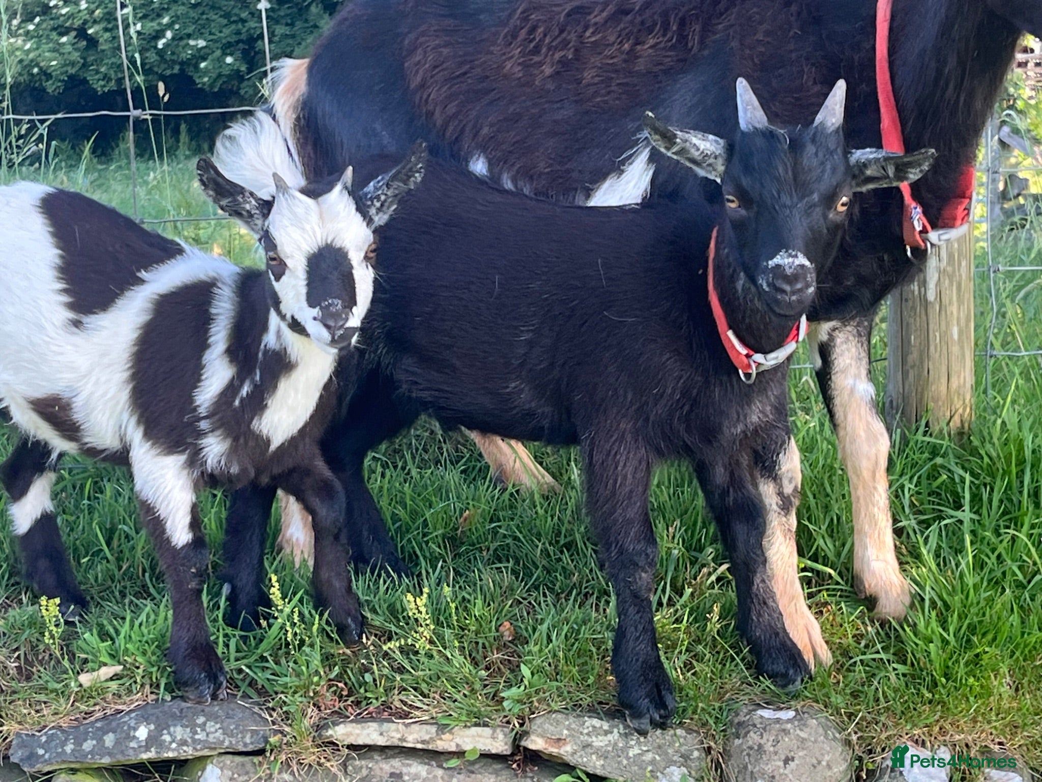 Goats livestock 2x PygmyX. 1 female and 1 male (castrated)  - Advert 2