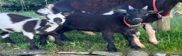 Goats livestock for sale: 2x PygmyX. 1 female and 1 male (castrated)  - Advert 1