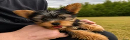 Yorkshire Terrier dogs for sale: SMALL GIRL ONE LEFT - Advert 4