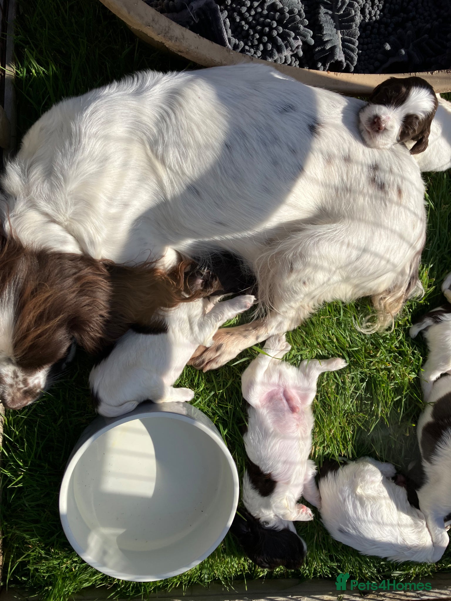 English Springer Spaniel dogs Springer spaniel pups - Advert 1