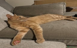 Mixed Breed cats for sale: Beautiful ginger cat  - Image 2