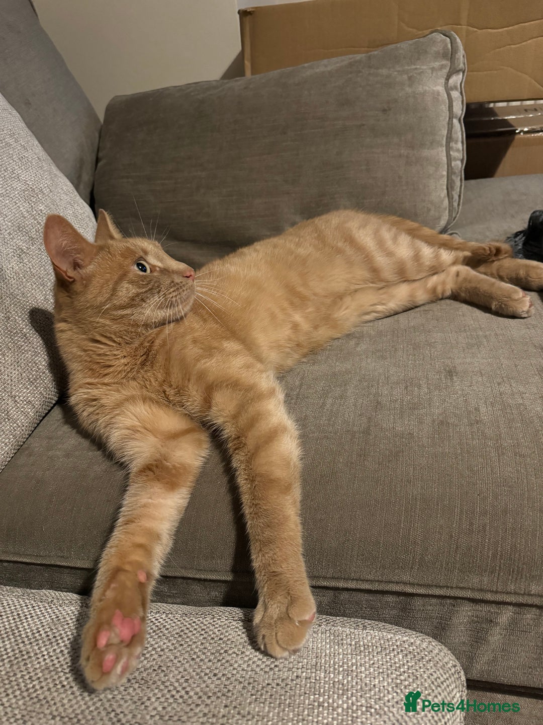 Mixed Breed cats for sale: Beautiful ginger cat  - Image 2