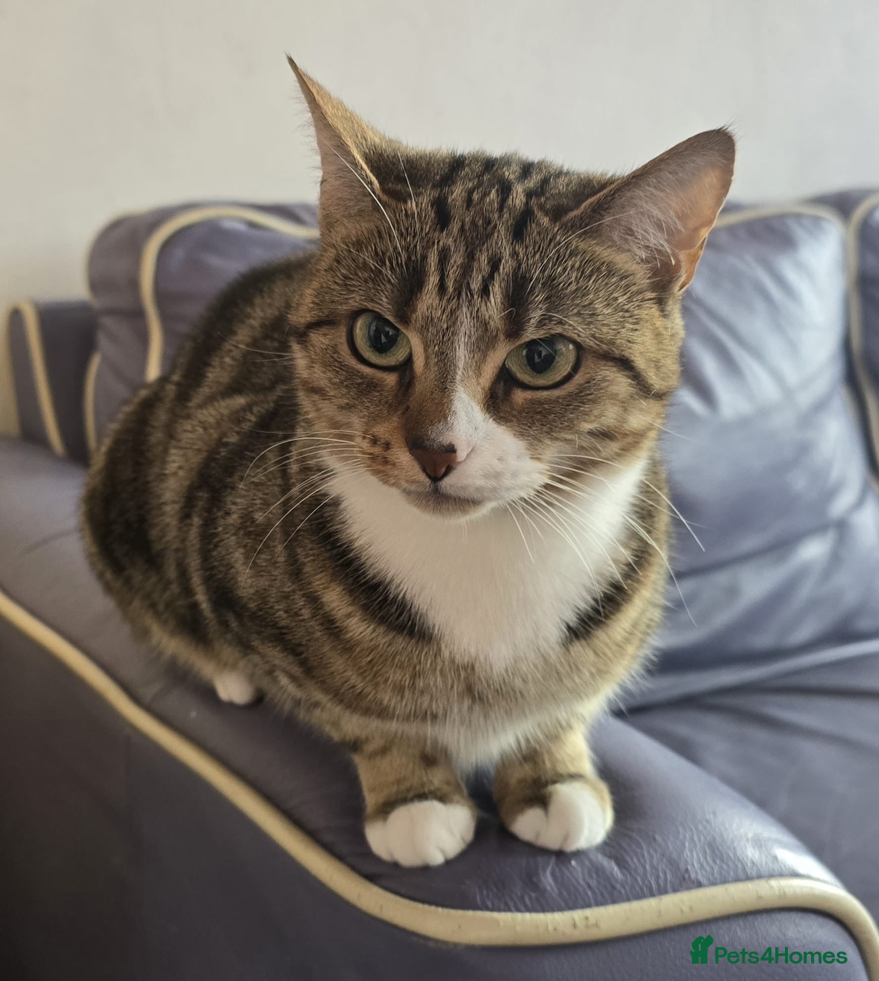 Mixed Breed cats 6 Month old kitten, female, tabby /ginger - Advert 1