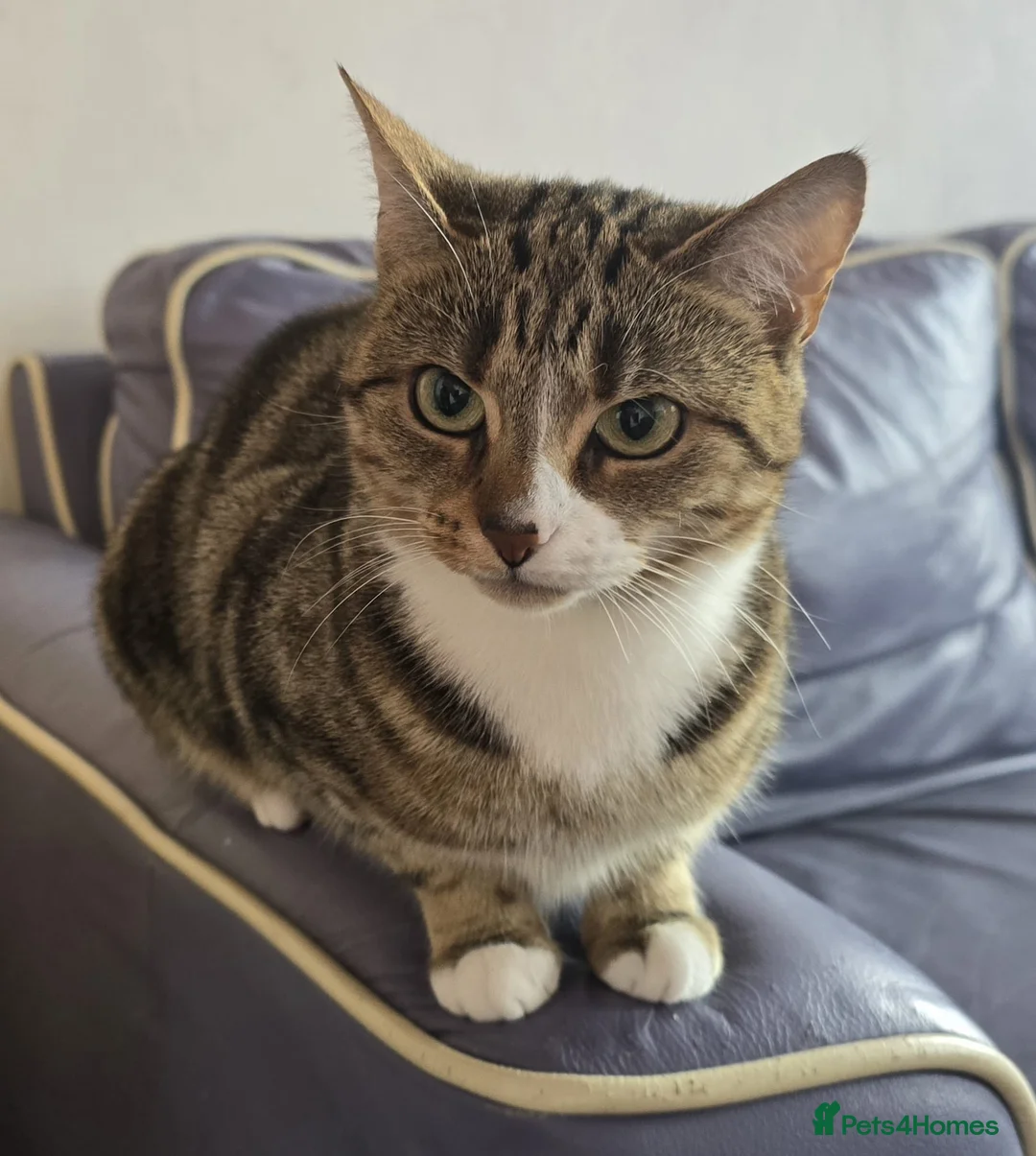Mixed Breed cats for sale: 6 Month old kitten, female, tabby /ginger - Advert 1