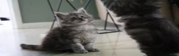 Maine Coon cats for sale: TICA Reg Black Smoke Maine Coon Kittens - Advert 20