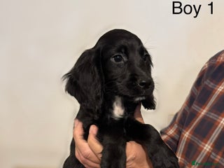 Cocker Spaniel dogs Beautiful cocker spaniel puppies ready now - Advert 8