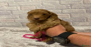 Labradoodle dogs - Advert 6