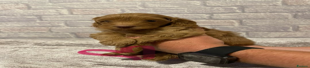 Labradoodle Puppy 3