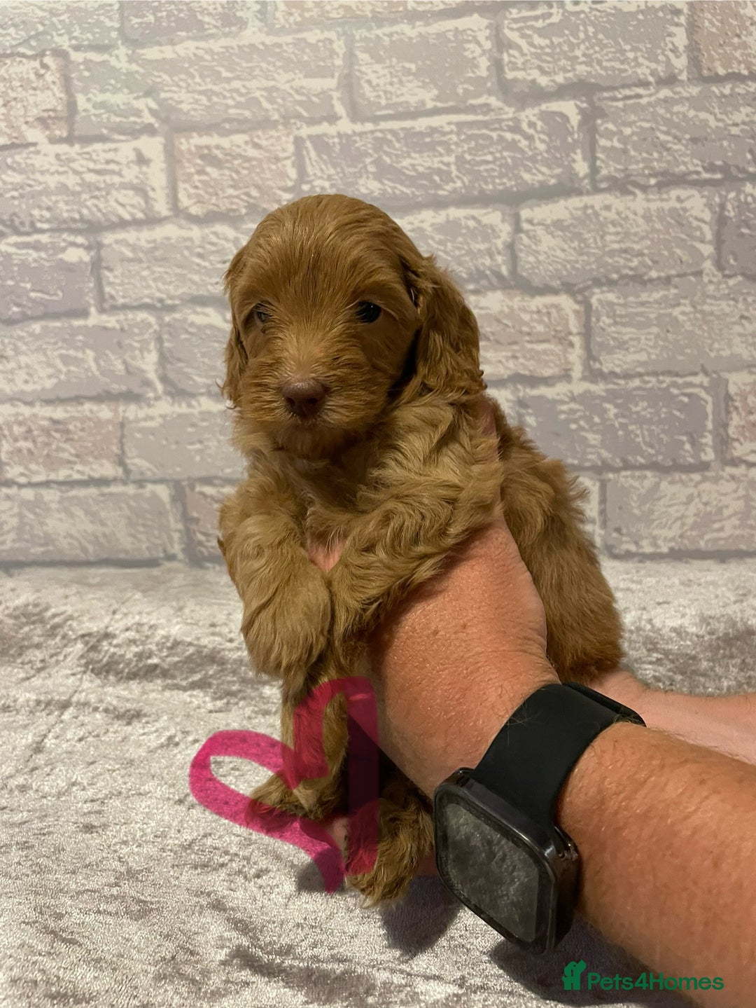 Labradoodle dogs for sale: Beautiful Miniature labradoodles  - Image 3