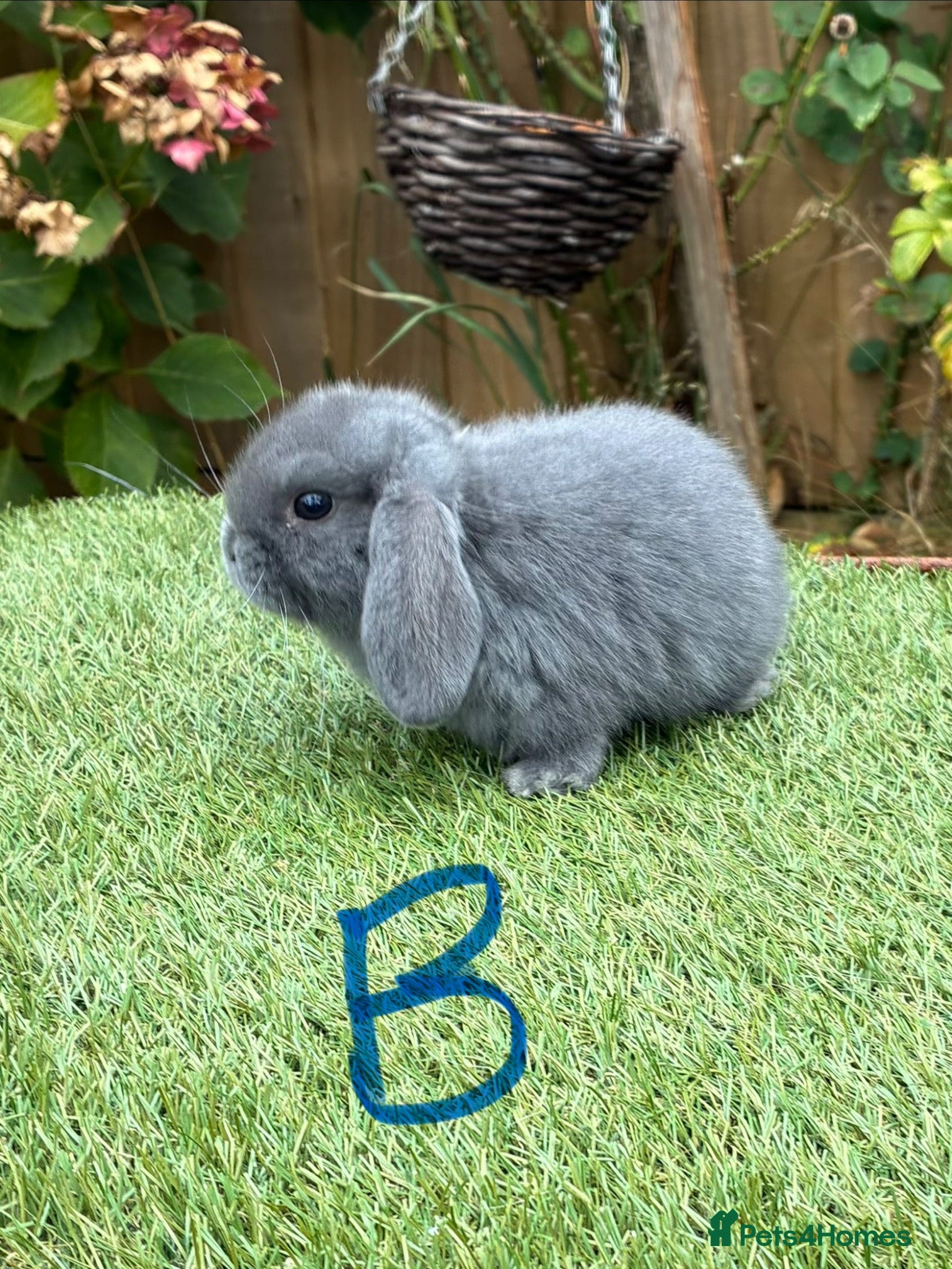 Mini Lop rabbits Pure bred mini lops .  - Advert 1