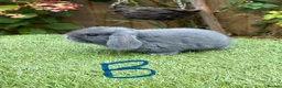 Mini Lop rabbits for sale: Pure bred mini lops .  - Advert 1