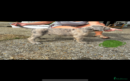 Mixed Breed dogs for sale: HUGE “TRI” MERLE CANE CORSO PUPPIES FOR SALE - Image 8