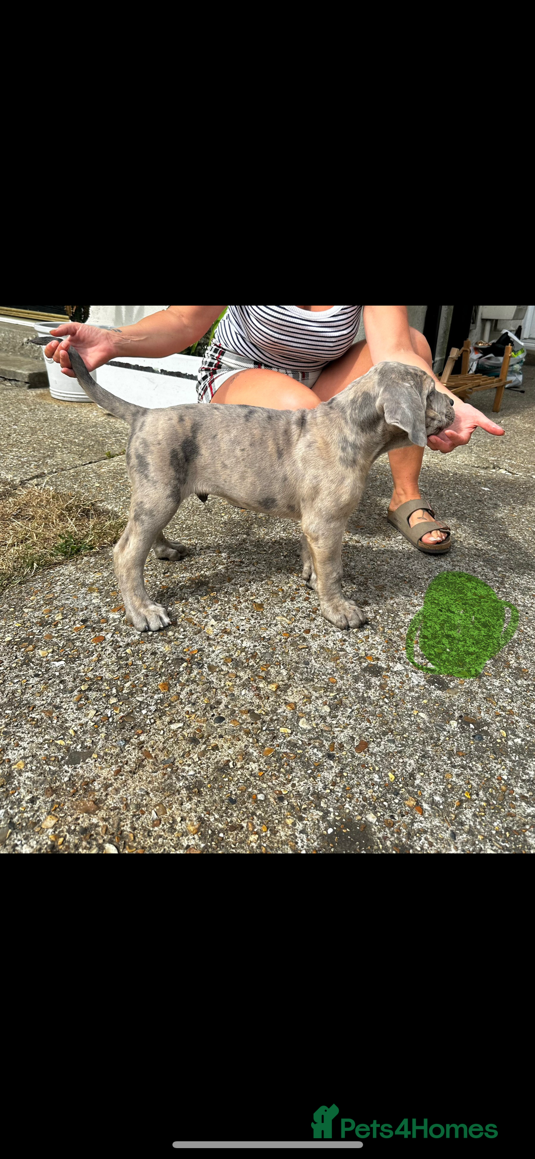 Mixed Breed dogs for sale: HUGE “TRI” MERLE CANE CORSO PUPPIES FOR SALE - Image 8