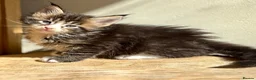 Maine Coon cats for sale: Beautiful Maine Coon kittens - Advert 10