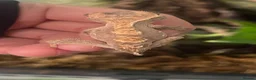 Gecko reptiles for sale: Baby crested gecko  - Advert 3