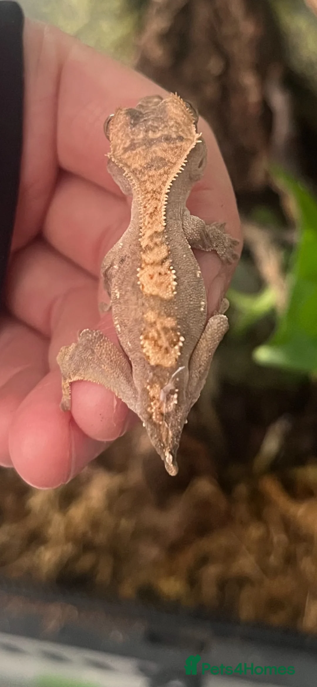 Gecko reptiles for sale: Baby crested gecko  - Advert 3
